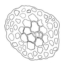 Amblystegium serpens, stem cross-section.  Drawn from K.W. Allison 310, CHR 570689 A.
 Image: R.C. Wagstaff © Landcare Research 2014 